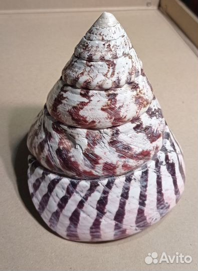 Трохус ракушка раковина крупная 12х12,5