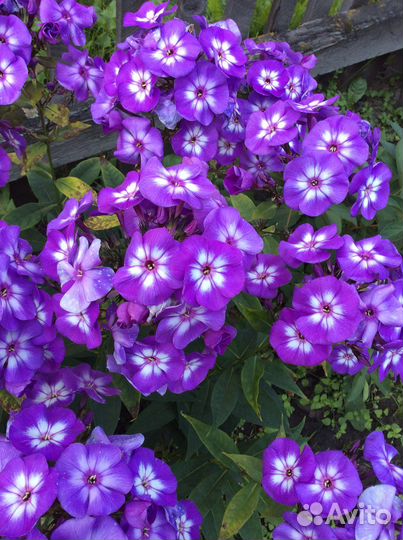 Цветы многолетники