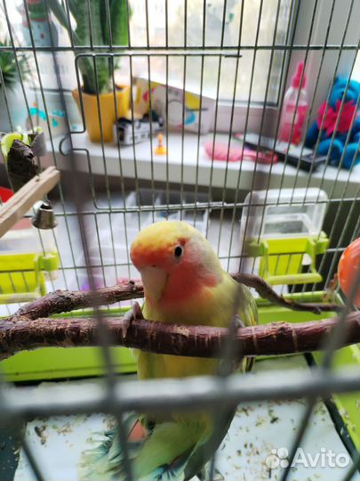 Попугай неразлучники