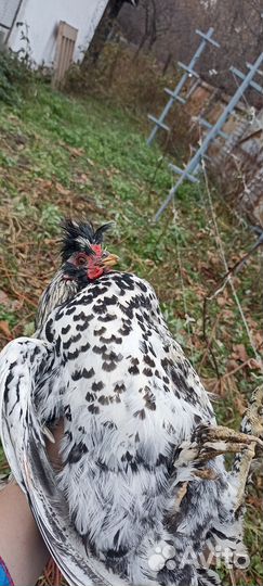 Павловское серебро петух