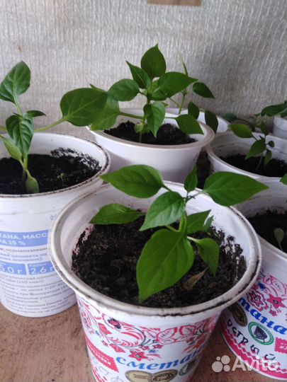 Доставка рассады