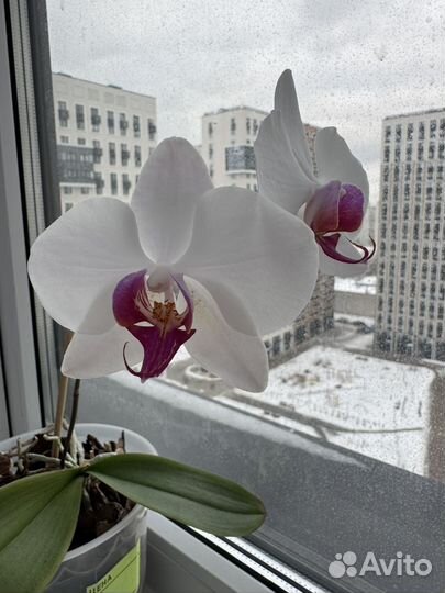 Орхидея фаленопсис
