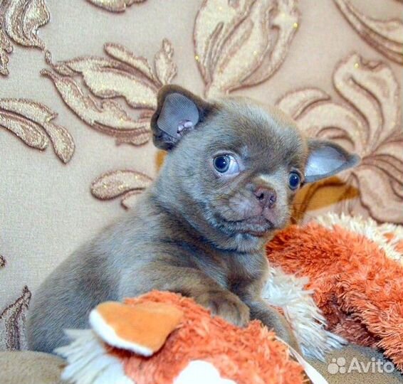 Чихуахуа курносенькие красивые щенки, шоко и лилов