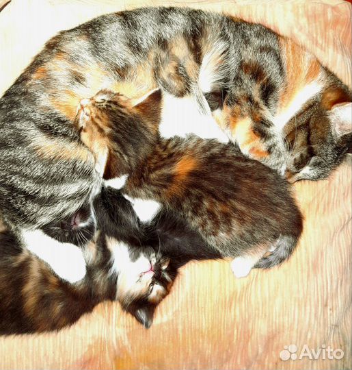 Отдам котят