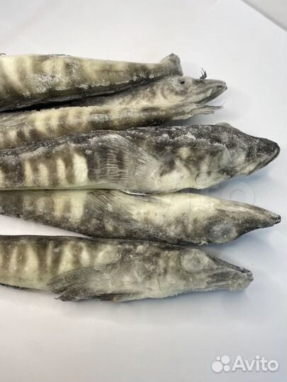 Ледяная н/р IQF 250