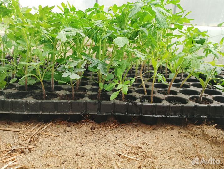 Продам рассаду помидор