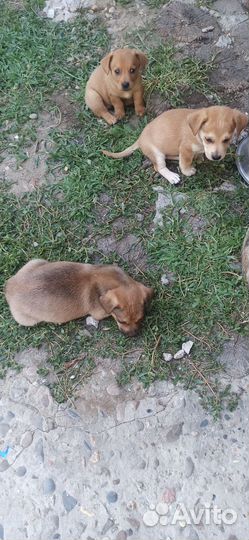Щенки
