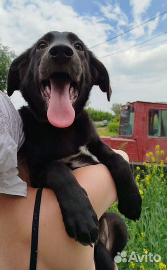 Щенок в добрые руки