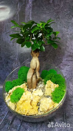Дерево бонсай живое