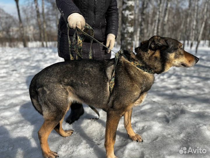 Собака Джекки. В добрые руки