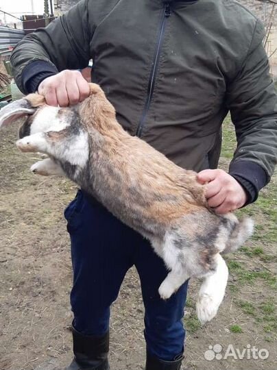 Крольчата породы французский баран