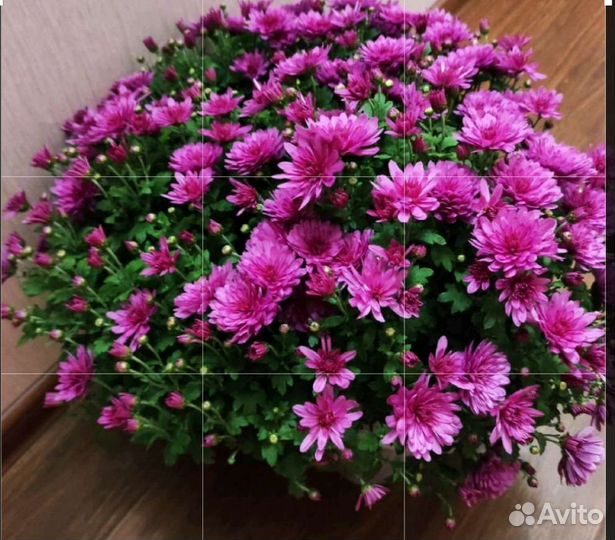 Хризантемы мультифлора