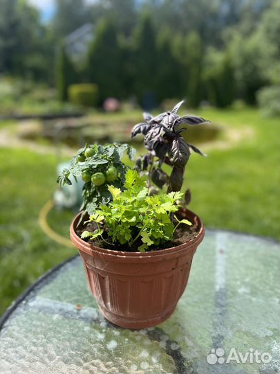 Балконный помидор черри и пряные травы