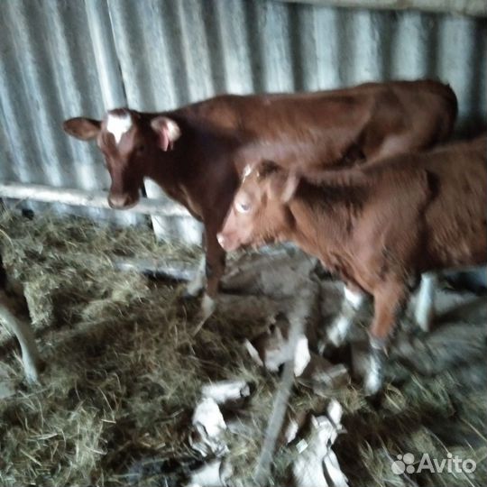 Телка 4 месяца
