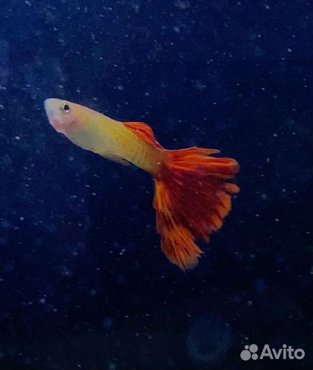 Аквариумные рыбки гуппи