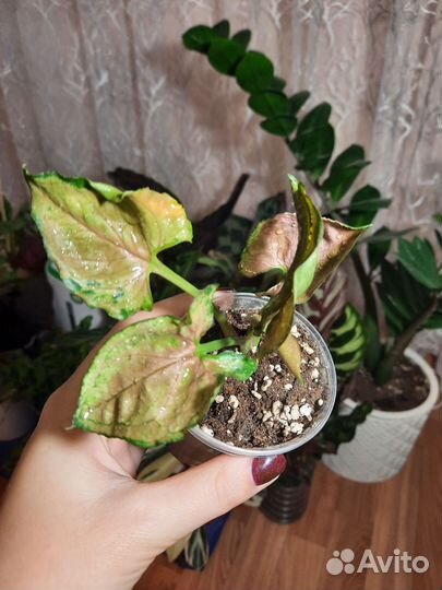 Сингониум клубничный лед бронь