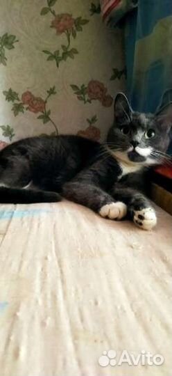 Кот в добрые руки