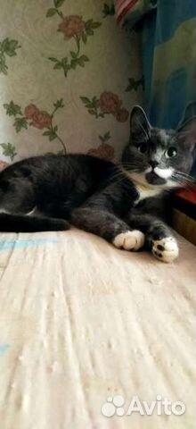 Кот в добрые руки