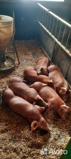 Поросята дюрок