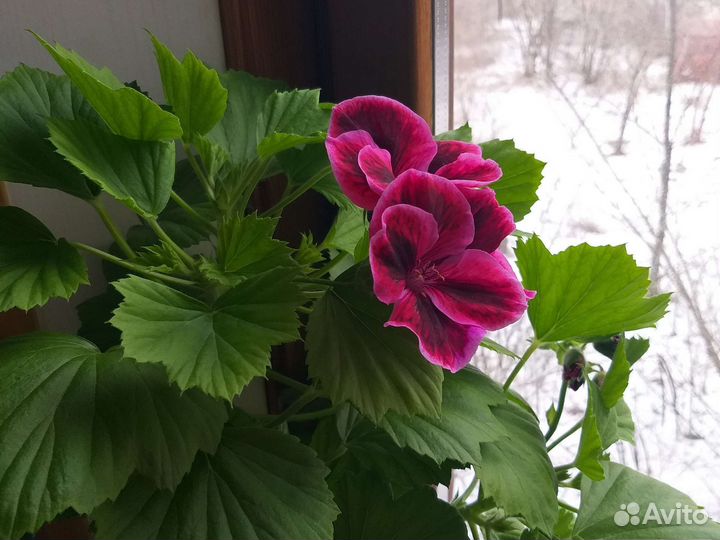 Пеларгония герань сортовая