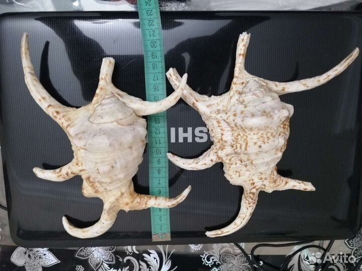 Ракушки Лямбис Хирагра