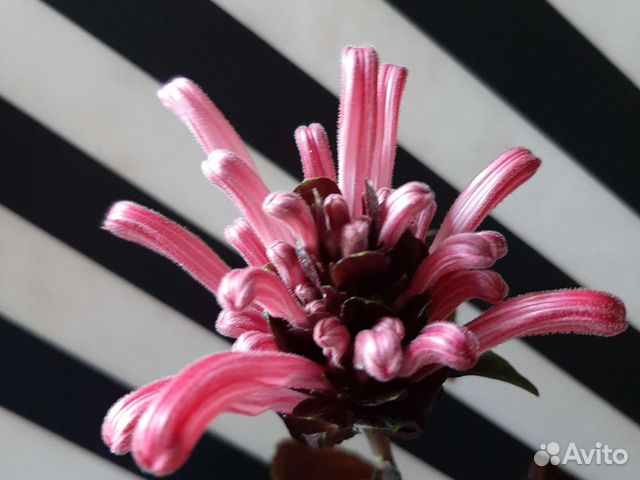 Юстиция (якобиния)