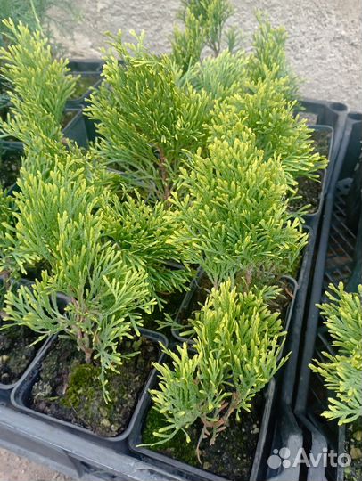 Туя голден смарагд