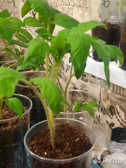 Рассада помидор