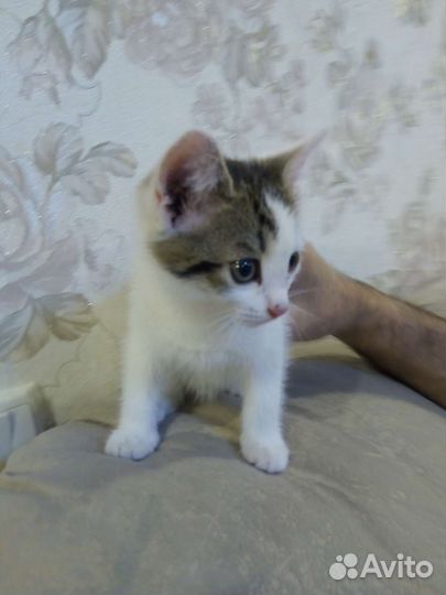 Котенок мальчик бесплатно