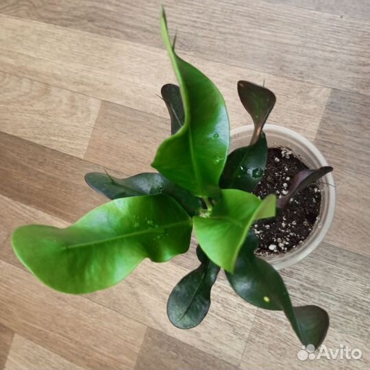 Кодиеум кротон комнатные цветы