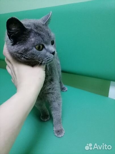 Отдам кошку в добрые руки