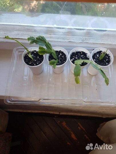 Декабрист и каланхоэ