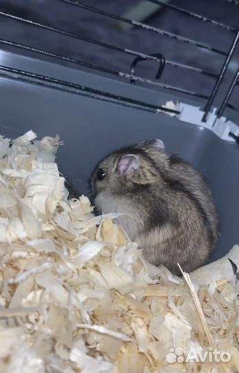 Джунгарский хомяк бесплатно