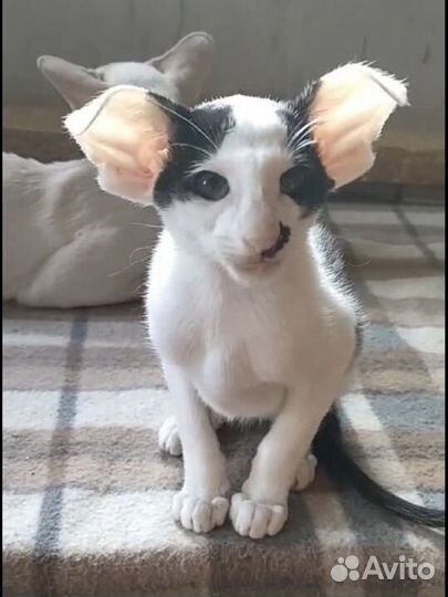 Ориентальный котик экстремального типа