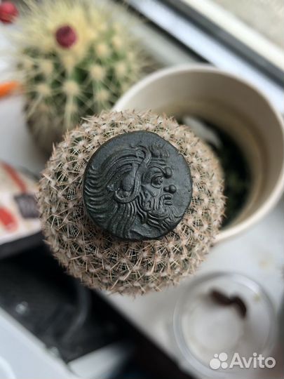 Тетрахалк Грифон