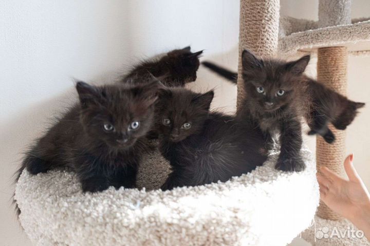 Черный кот, кошка, котёнок в дар бесплатно