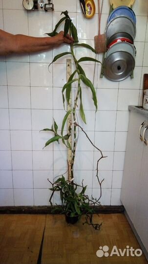 Золотой ус лечебный