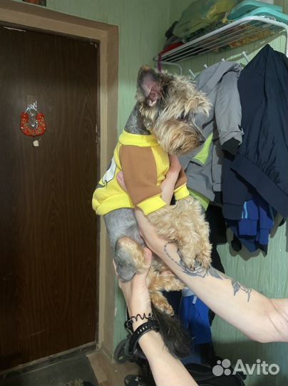 Комбинезон для маленькой собаки