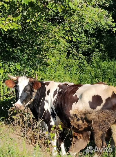 Коровы, телята