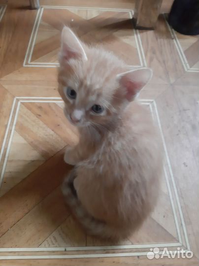Кошки бесплатно