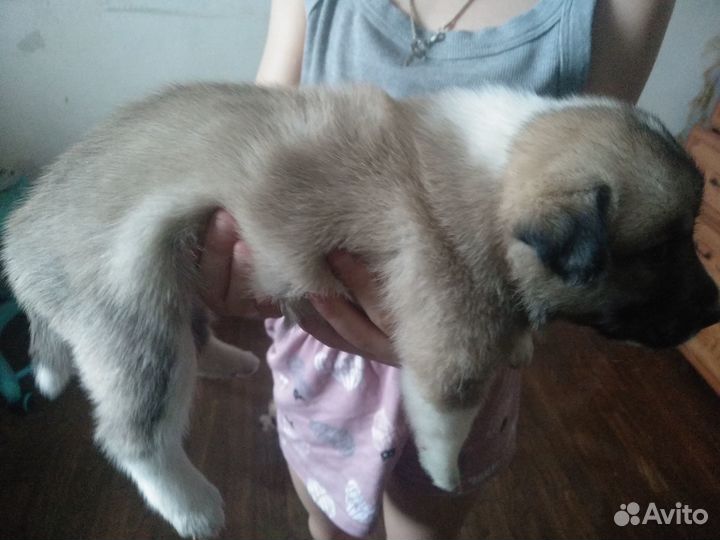 Отдадим комочки счастья