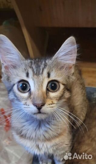 Котята Полосатик и. брат и сестричка. В добрые