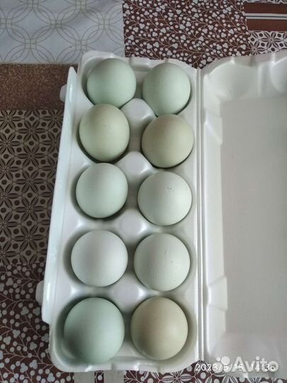 Петушки леггорн далматинец