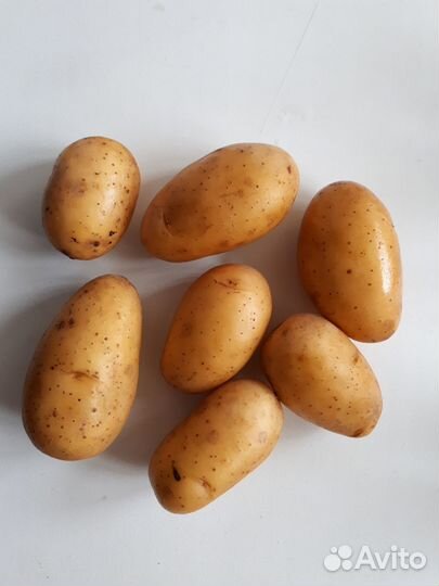 Семенной картофель оптом