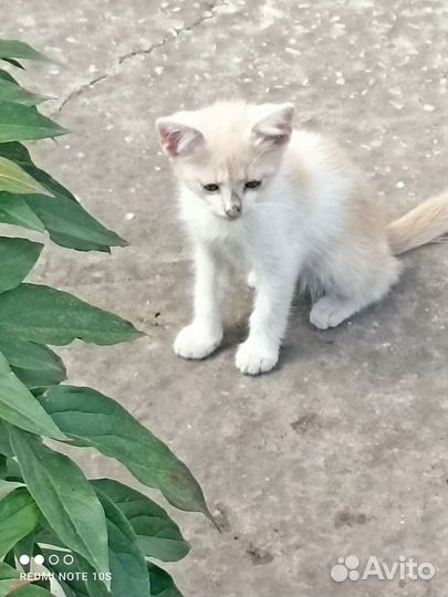 Кошка в дар бесплатно