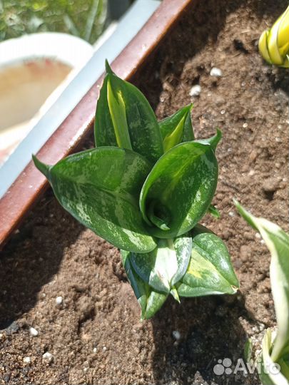 Сансевиерия страйкер