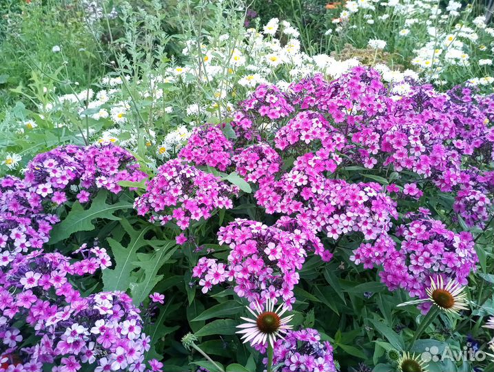 Флокс метельчатый