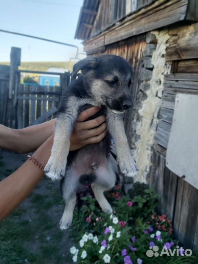 Щенки бесплатно
