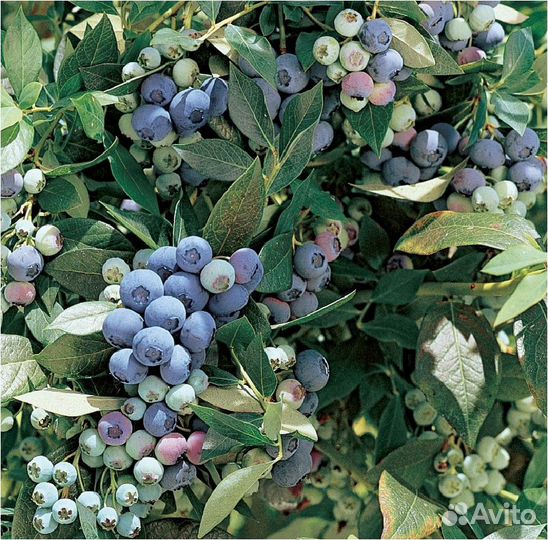 Саженцы голубики