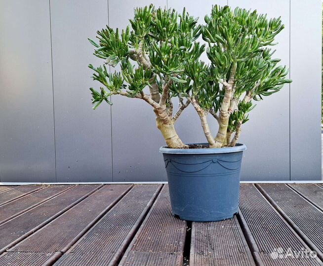 Крассула хоббит